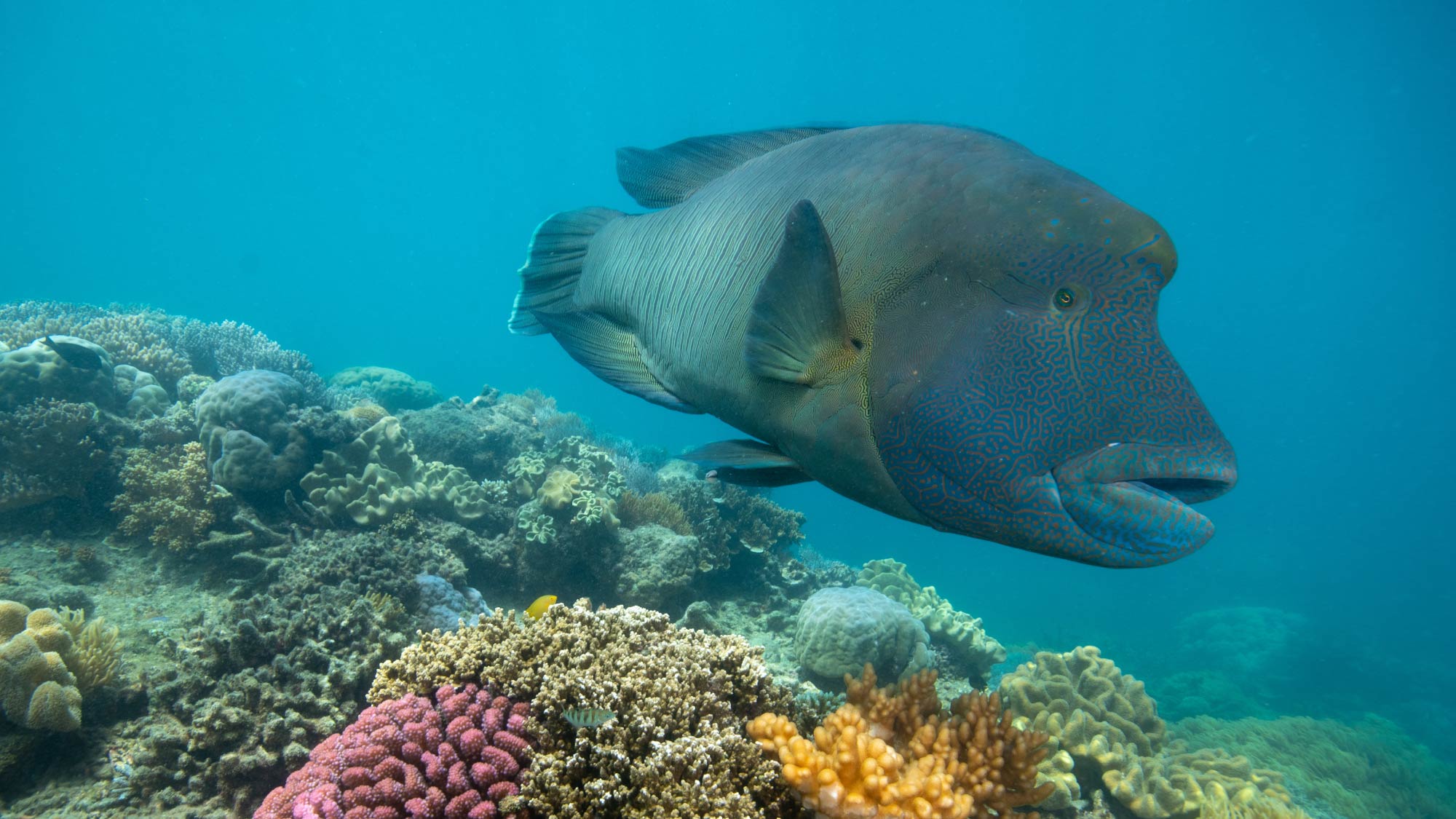 what are the best reef tour dates, great barrier reef snorkeling cost