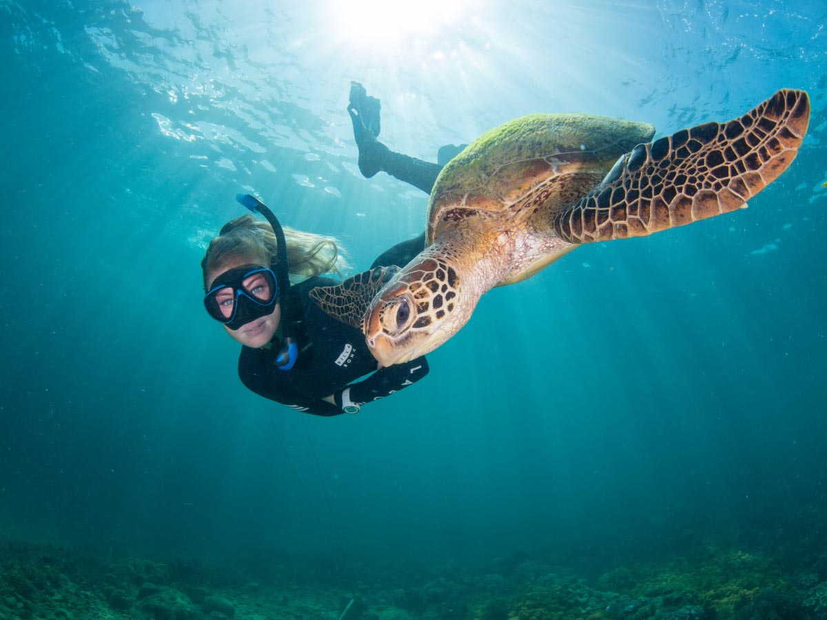 great barrier reef snorkelling